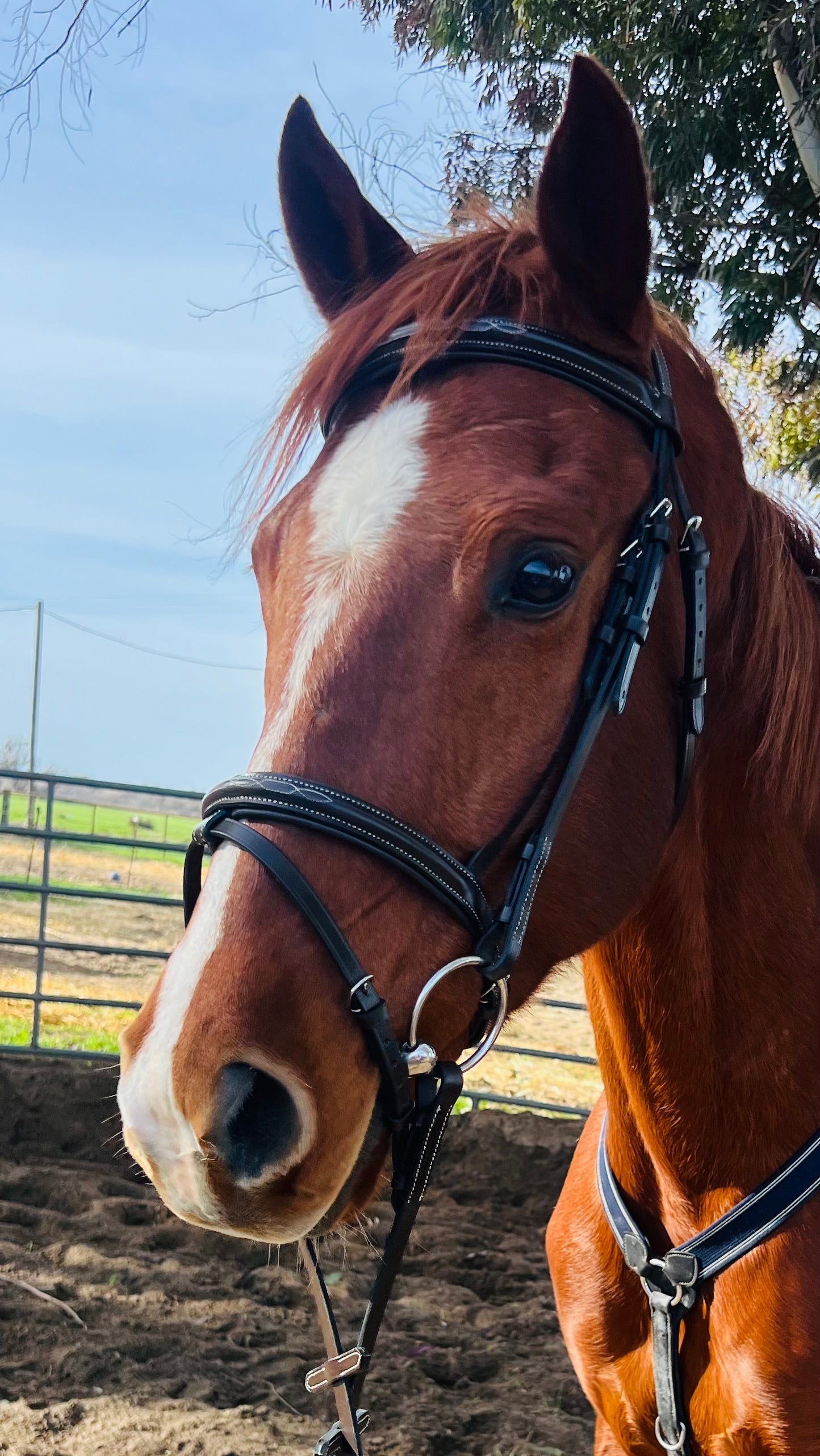 CLEARANCE Fancy Stitch Flash Bridle & Laced Reins