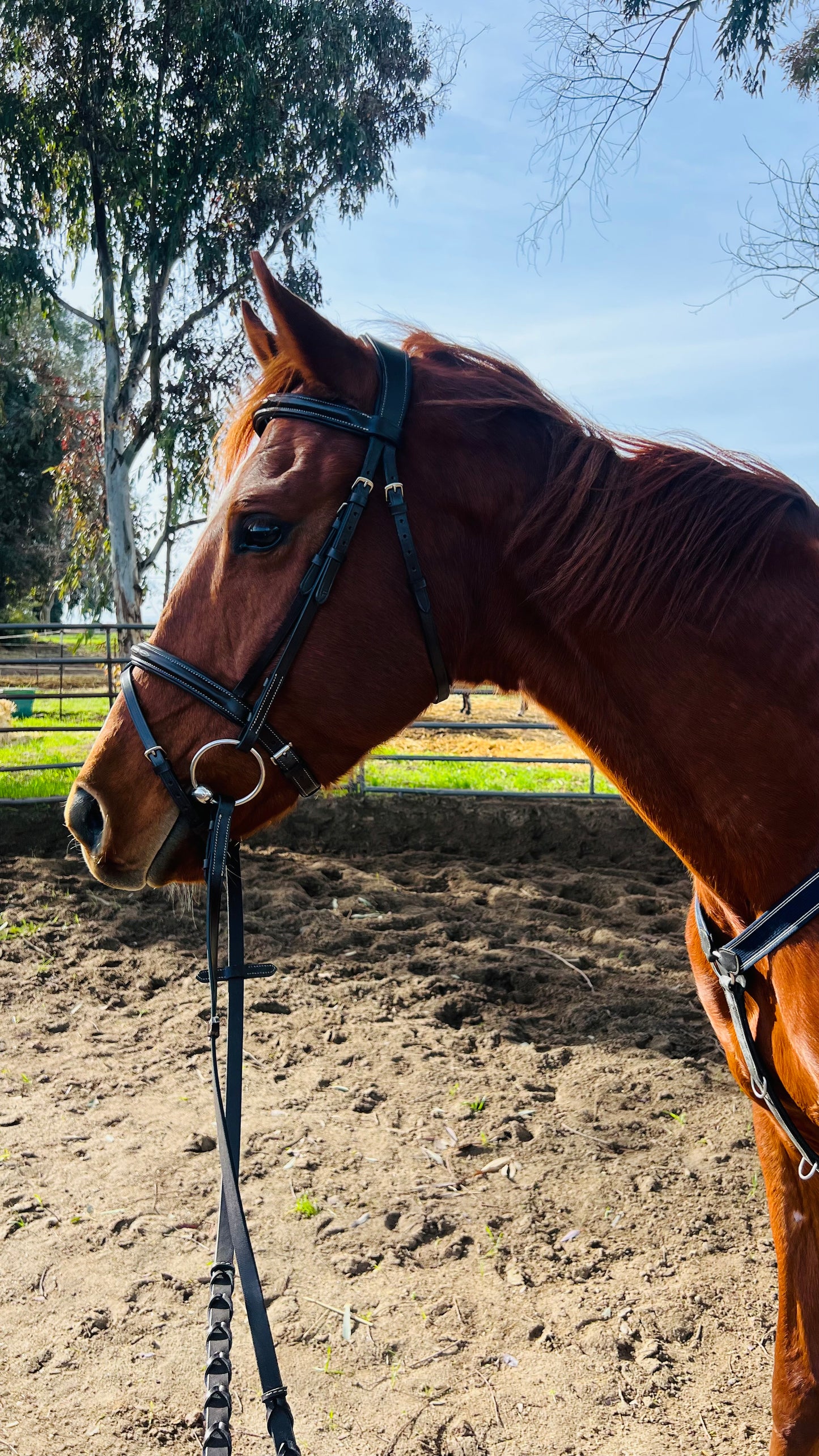 CLEARANCE Fancy Stitch Flash Bridle & Laced Reins
